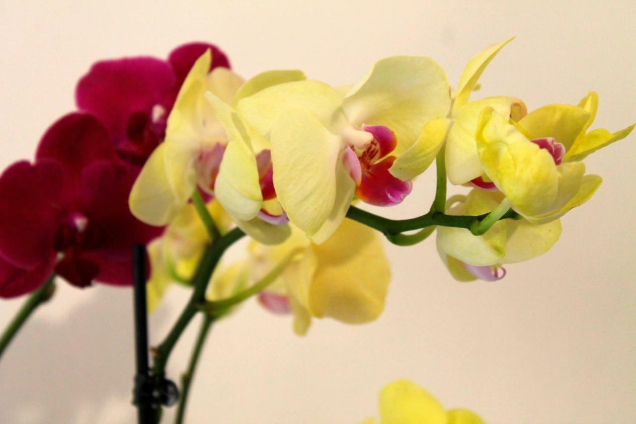 Bed & Breakfast Le Orchidee